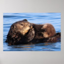 Recherche de loutre mignonne posters Loutre de mer