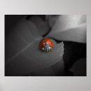 Recherche de rouge blanc noir posters Couleur