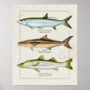 Search for tarpon posters Fish