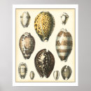 Search for vintage sea shells posters Ocean