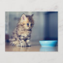 Recherche de chat persan cartes postales Mignon