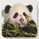 Recherche de pandas mignons dessous de verres Smithsonien