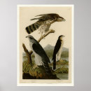 Search for osprey bird posters Hawk