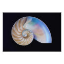 Search for nautilus seashell posters Beach