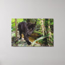 Search for black panther canvas prints Animal