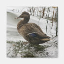 Recherche de étang de canard magnets Lac