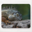 Search for lizards electronics Animal