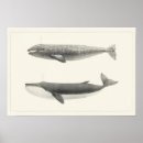Search for whale art Marine