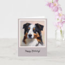 Search for australian shepherd cards Puppy
