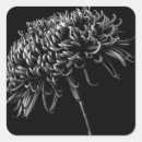 Search for chrysanthemum flower stickers Garden