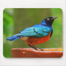 Recherche de plume bleue tapis souris Animaux