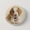 Search for focus on foreground buttons Puppy