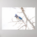Recherche de geai bleu posters Cyanocitta cristata
