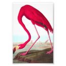 Recherche de flamant américain posters Faune