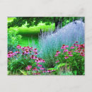 Search for echinacea postcards Garden