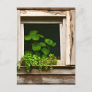 Recherche de rebord cartes postales Plante