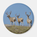 Search for buck deer magnets Outdoors