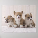 Recherche de parqueter posters Animaux de bébé