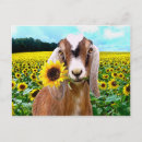 Search for pet goat postcards Pets