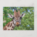 Search for giraffe face postcards Portrait