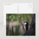 Search for branta postcards Wildlife