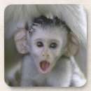Search for shocking coasters Animal
