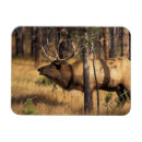Recherche de élan magnets Montana