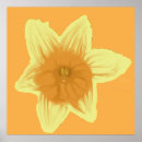 Search for yellow daffodil flowers posters Elegant