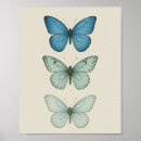Recherche de naturaliste posters Papillon