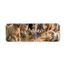 Search for post return address labels Cute