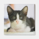Recherche de chaton noir et blanc magnets Chat domestique