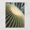 Search for alo postcards Cactus