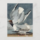 Search for birds of america postcards John james audubon