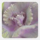 Search for cabbage stickers Purple