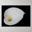 Search for arums posters White