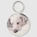 Search for labrador dog keychains Cute