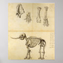 Search for mastodon Prehistoric