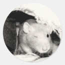 Search for fancy rat stickers Rodents