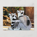 Recherche de lemur cartes postales Madagascar