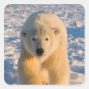 Search for polar stickers Fauna