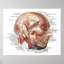 Search for head anatomy posters Biology