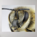 Search for compounds posters Compound eyes