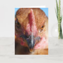 Search for chicken photography Bird