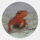 Search for newts stickers Nature
