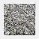 Recherche de arbre fleurissant magnets Fleurir