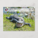 Search for everglade state postcards Usa