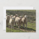 Search for lamb postcards Grass