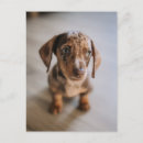 Search for dachshund puppy postcards Canine