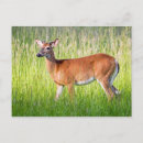 Search for sportsman postcards Animal