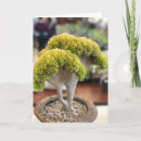 Recherche de echeveria cartes postales Plante